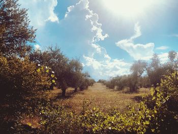 Trees growing on field against sky