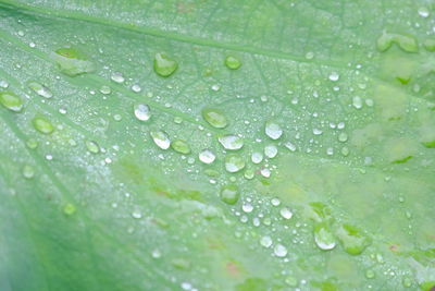 Macro shot of water drops on leaf
