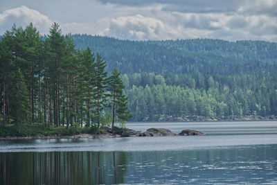 Scenic view of pine trees by lake against sky