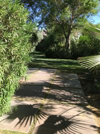 Empty footpath in park