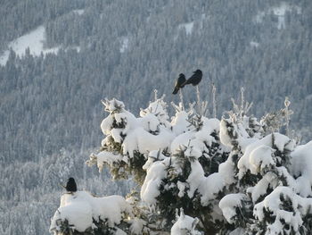 View of birds on snow covered landscape