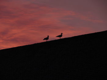 Low angle view of silhouette birds on land against orange sky