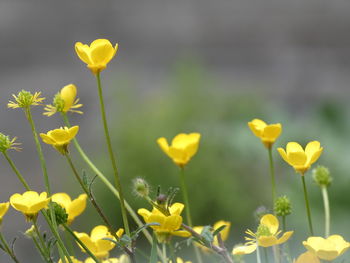 Close-up of yellow flowering plant on field