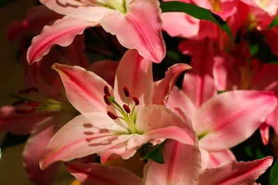 Close-up of pink flowers