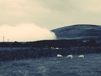 Sheep on landscape against sky