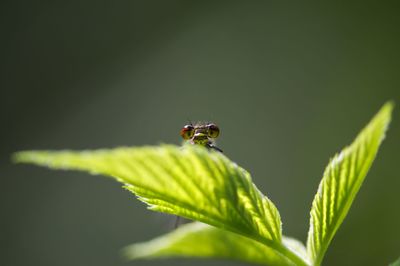 Close-up of insect on leaf