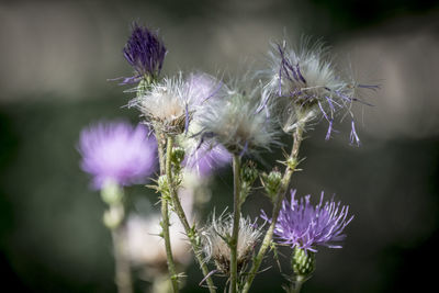 Close-up of thistle flowers