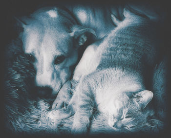 Close-up of dog sleeping