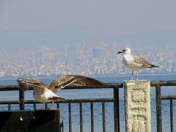 Seagulls perching on railing