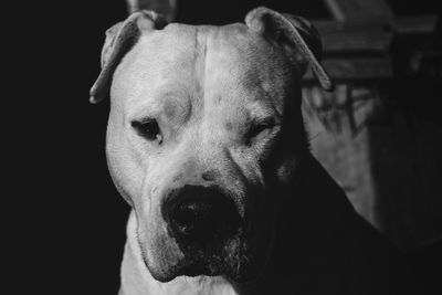 Close-up portrait of dog