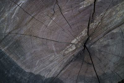Close-up of tree stump