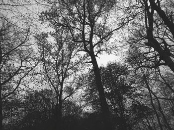 Low angle view of bare trees