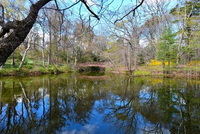 Reflection of trees in lake