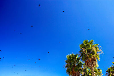 Low angle view of birds flying in sky