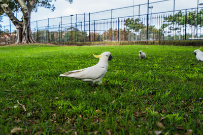 View of birds on grassy field