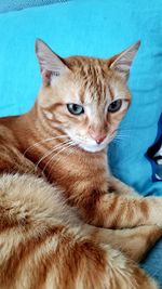 Portrait of cat lying on bed