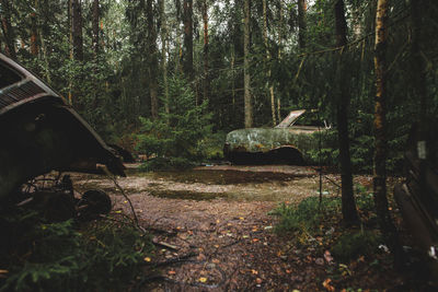 Trees in forest