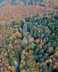 Drone shot to the forest in autumn at monte fumaiolo