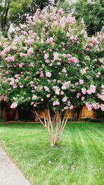 Pink flowers growing on tree