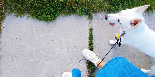 Pets.domestic animals.white canadian shepherd.