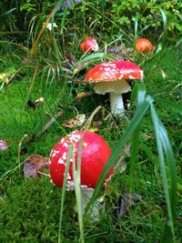 Close-up of plant growing on grassy field