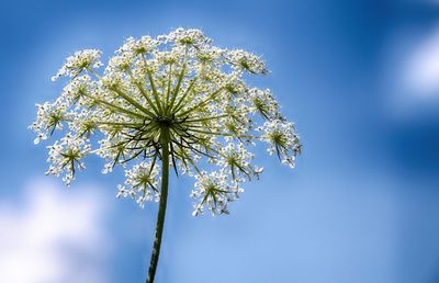 Low angle view of flowering plant against clear blue sky