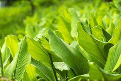 Close-up of fresh green leaves on field