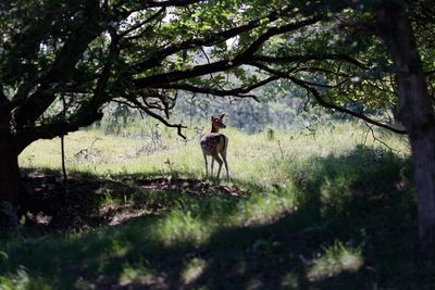 Deer standing on grass in forest