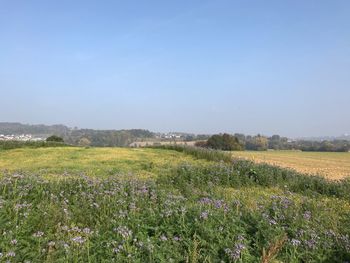 Scenic view of flowering field against clear sky