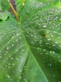 Close-up of wet leaves on rainy day