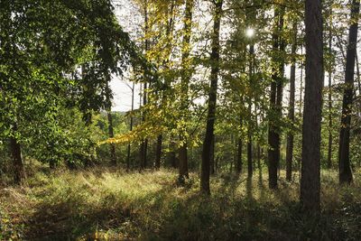 Trees in forest