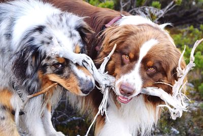 Close-up of dogs with wooden sticks