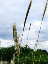 Close-up of wheat in a field