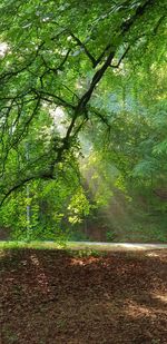 Trees growing in forest