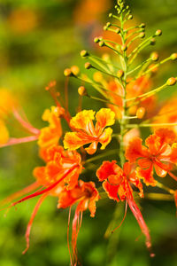 Close-up of yellow flowering plant