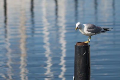 Seagull perching on wooden post