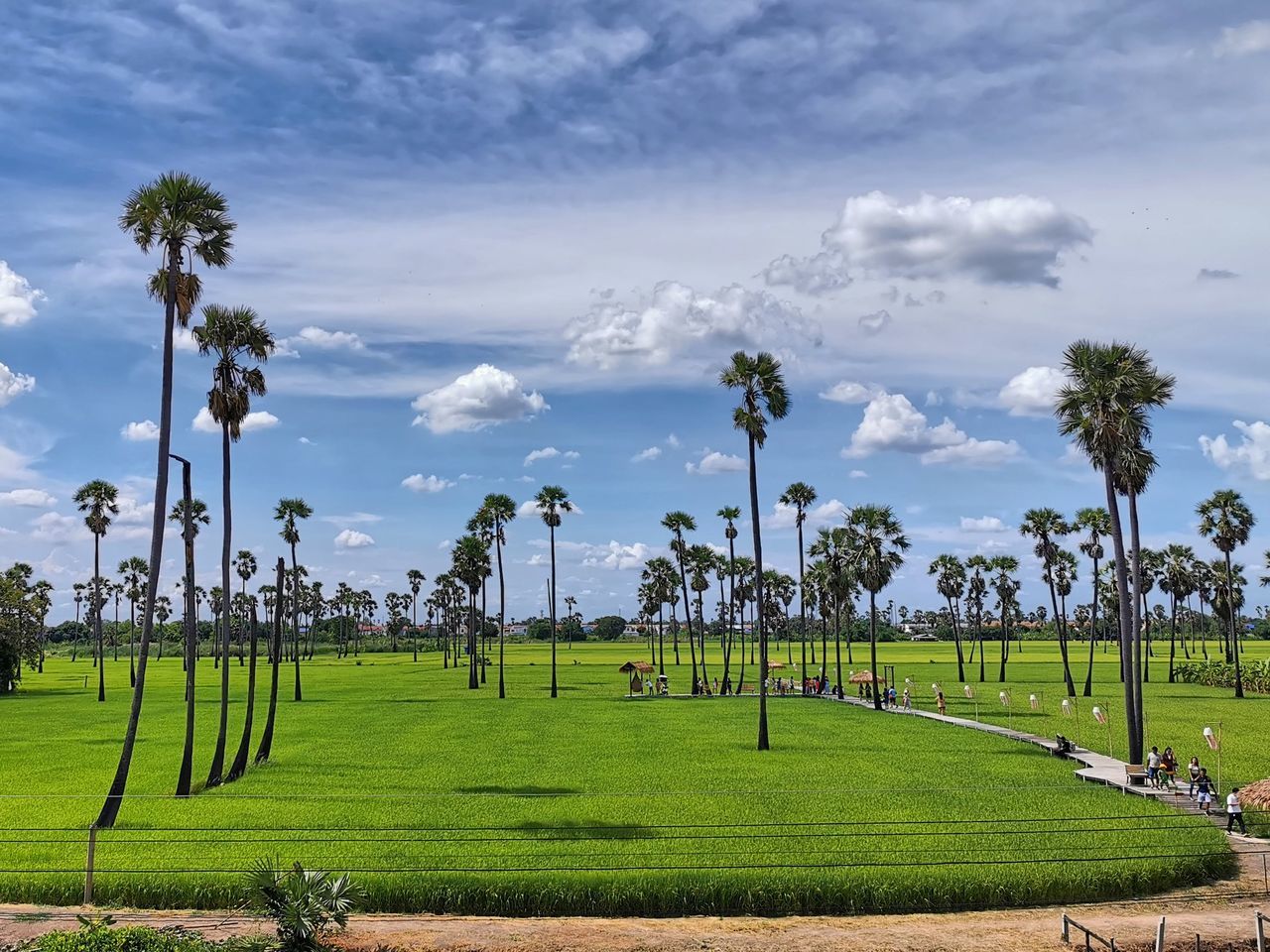 plant, sky, tree, cloud, grass, palm tree, field, nature, sport venue, tropical climate, environment, landscape, land, green, agriculture, beauty in nature, scenics - nature, rural area, sports, travel destinations, outdoors, tranquility, day, coconut palm tree, lawn, travel, no people, tranquil scene, growth, rural scene