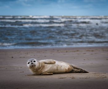 Seal at beach