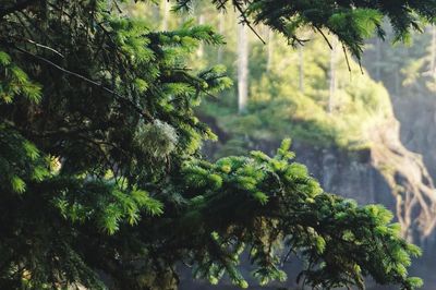 Trees growing in forest