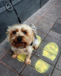 High angle portrait of dog standing on footpath