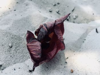 Close-up of dry leaves on snow