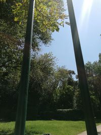 Low angle view of trees on field