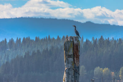 Bird perching on wooden post against sky