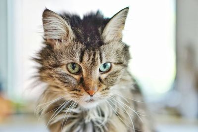 Close-up portrait of a cat