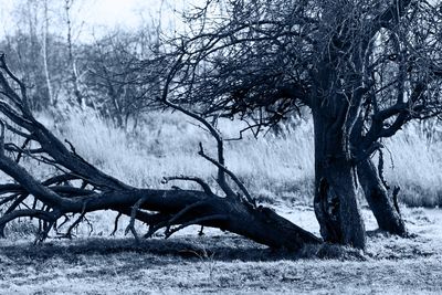 Bare tree on field