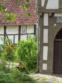 Plants growing outside building