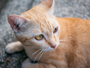 Close-up of a cat with broken eyes