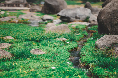 Plants and rocks on field