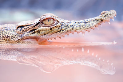 Close-up of alligator in lake