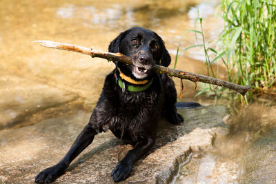 Portrait of black dog